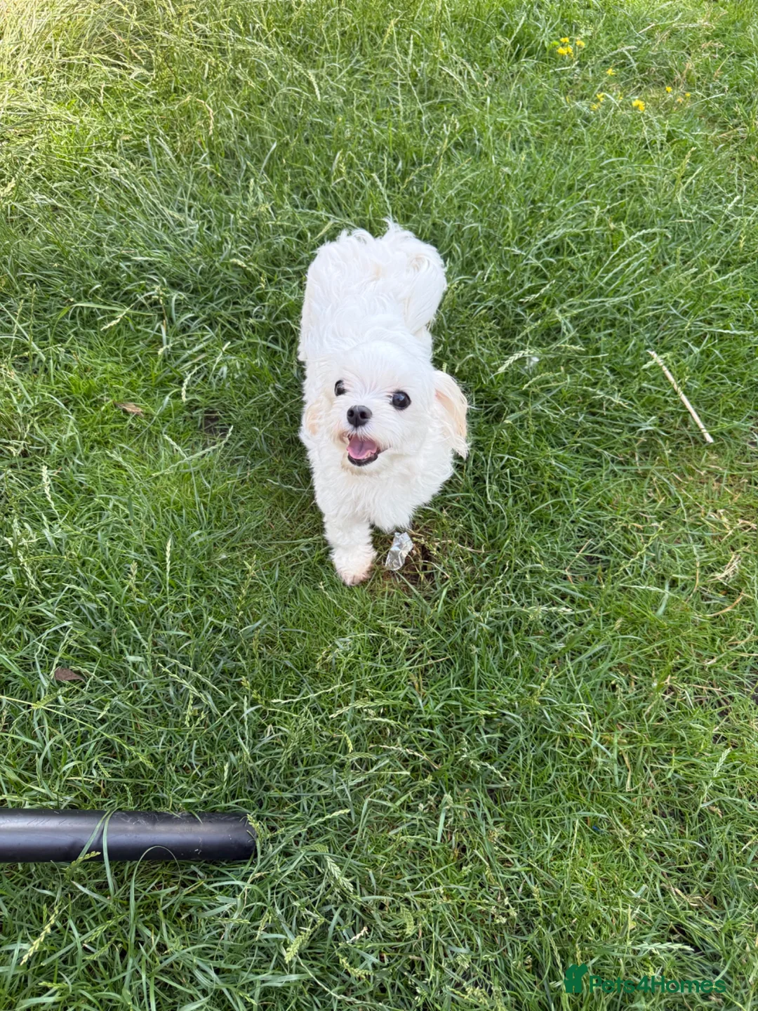 Maltese dogs for sale: Top quality girl for pet home! - Advert 7