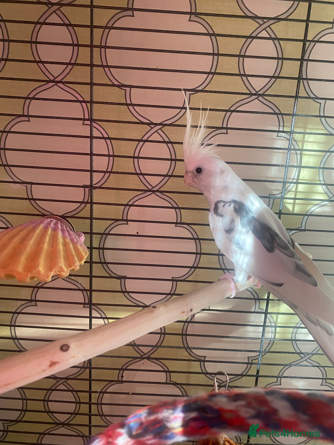 Cockatiels birds for sale: New home needed for Cockatiel  - Advert 3