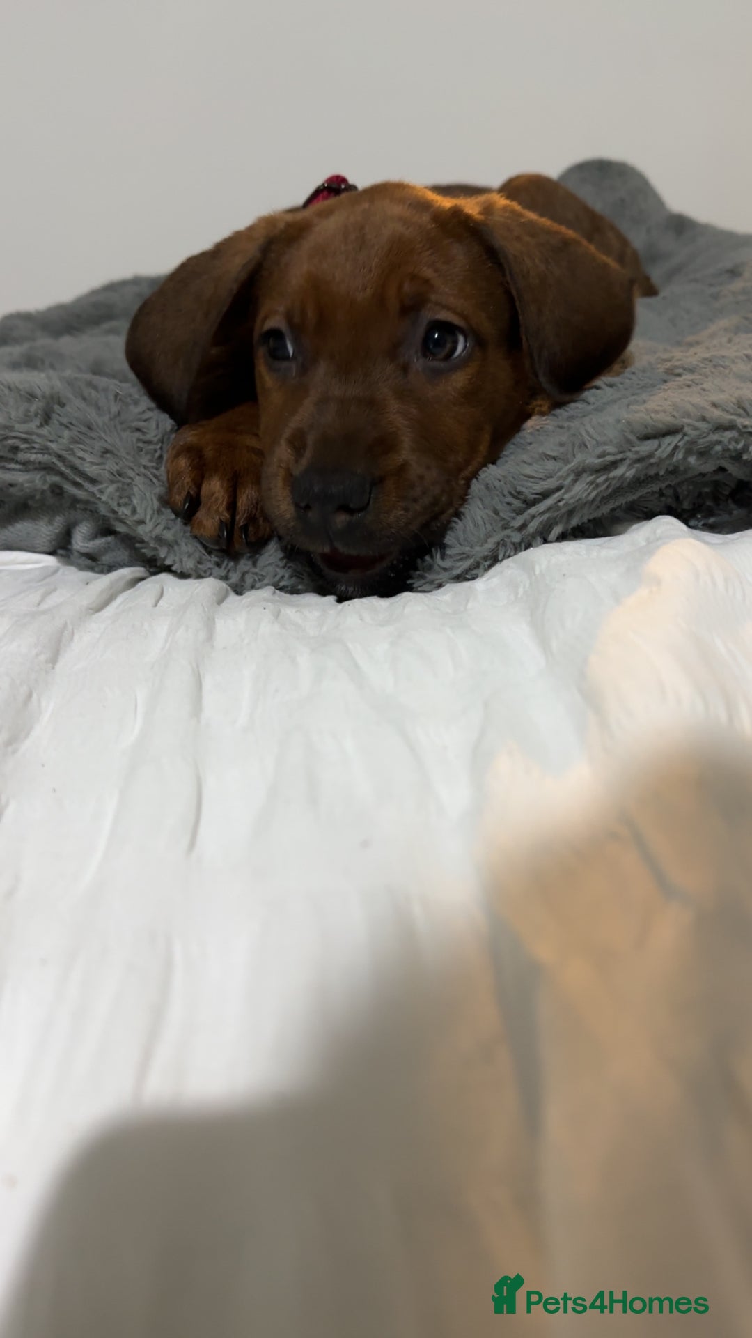 Mixed Breed dogs for sale: German Shepherd  ** tiff Puppy Loving Home Wanted - Advert 2