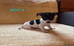 Jack Russell dogs for sale: Miniature Jack Russels  - Image 6