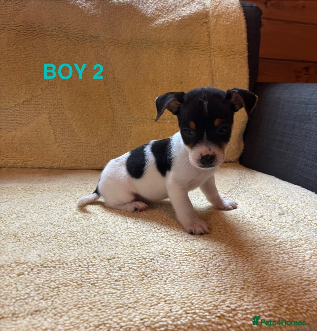 Jack Russell dogs for sale: Miniature Jack Russels  - Image 6