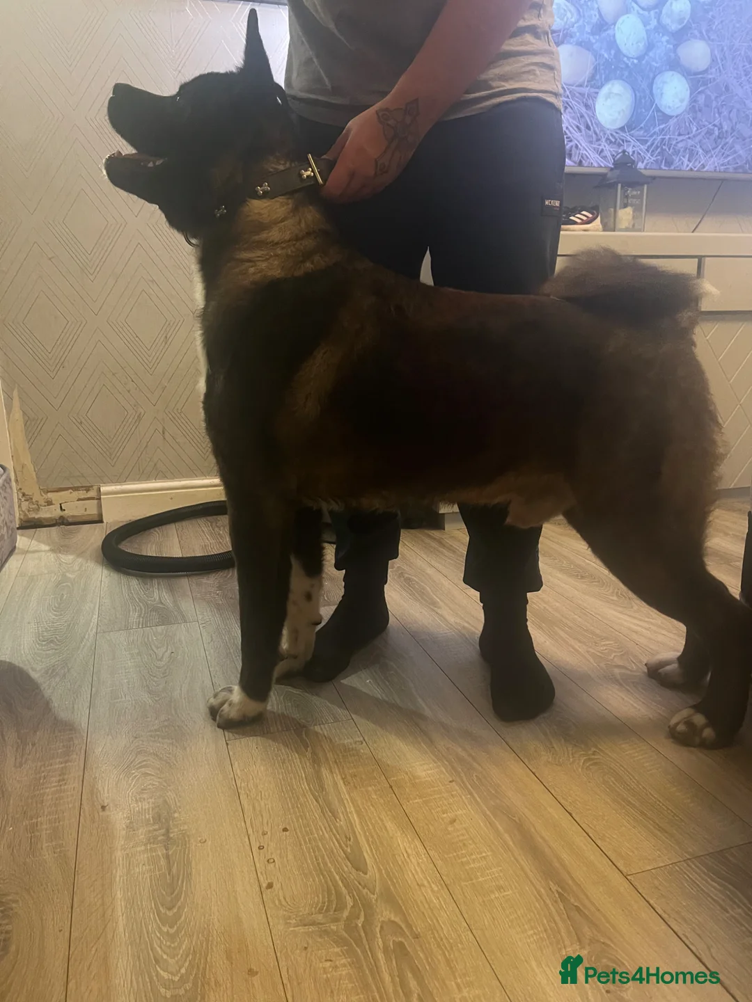 Akita dogs for stud: Stunning proven bear head American Akita for stud  - Advert 1