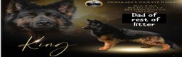 German Shepherd dogs for sale: Beautiful German Shepherd puppies  - Advert 7