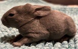 Rex rabbits for sale: Two beautiful rabbit litters - Image 16