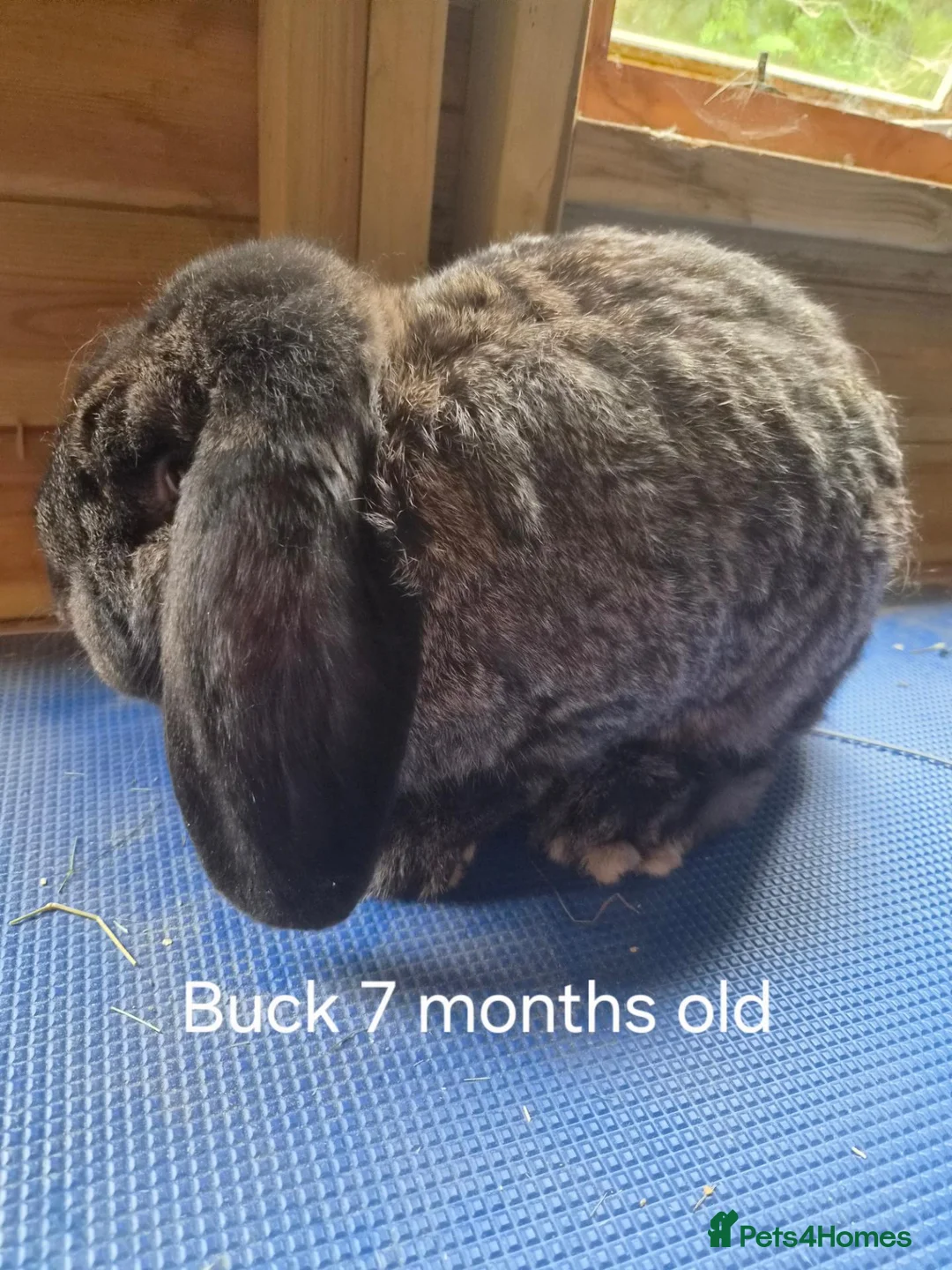 French Lop rabbits for sale: 6 show type french lops  - Advert 12