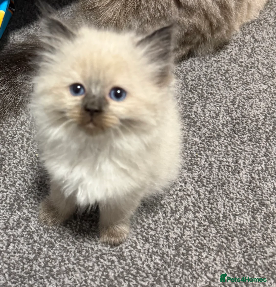 Ragdoll cats for sale: Ragdoll kittens  - Advert 2