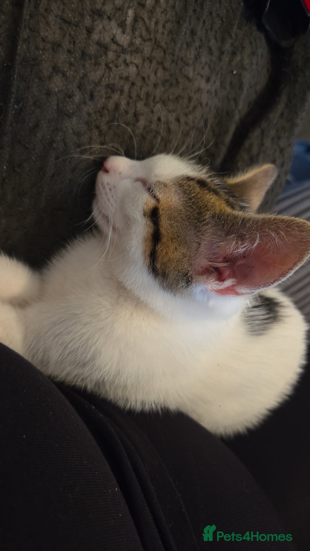 Mixed Breed cats for sale: Kitten for sale  - Image 2