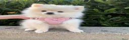 Pomeranian dogs for sale: Beautiful Female Pomeranian  in Ashton-under-Lyne - Advert 3