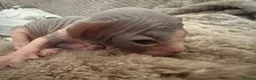 Sphynx cats for sale: Stunning lilac and blue sphynx  - Advert 9