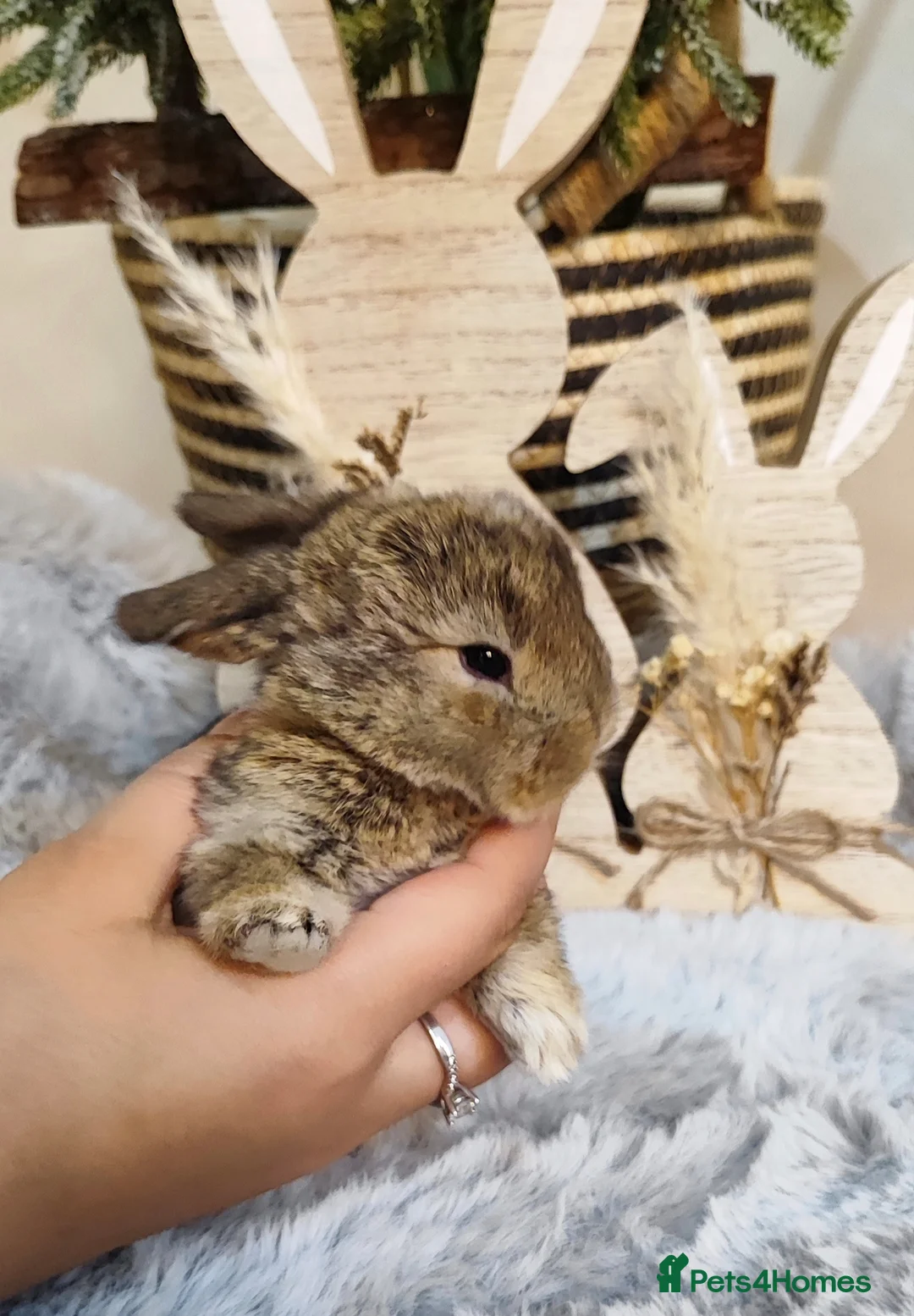 Mini Lop rabbits for sale: Beautiful mini lop x mini lop lion head  - Advert 6