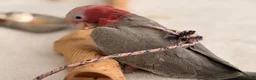 Cockatoo birds for sale: Last Silly Tame Galah Cockatoo  - Advert 3