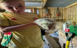 Ferret rodents for sale: Albino jill - Image 1
