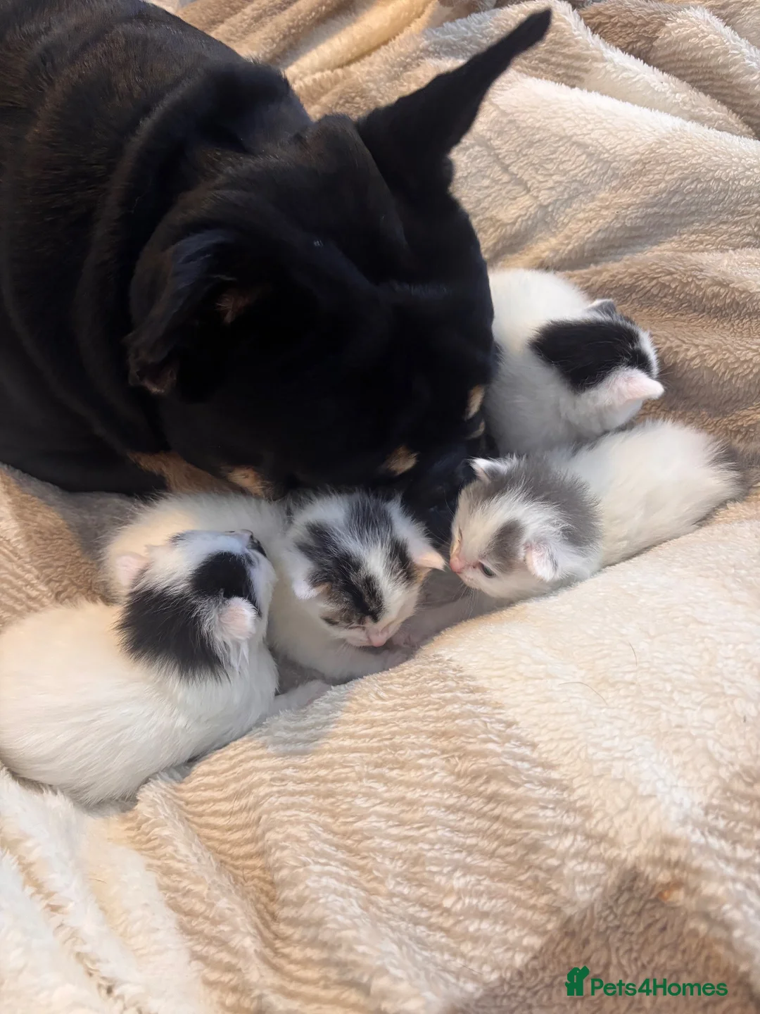 Mixed Breed cats for sale: kittens ready 16/10 - Advert 27