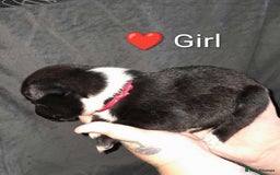Mixed Breed dogs for sale: American Bulldog x Siberian Husky - Image 17
