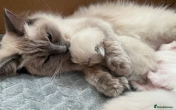 Ragdoll cats for sale: Ragdoll Kittens  - Image 3