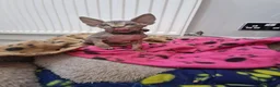 Sphynx cats for sale: Ready now tica blue - tabby canadian sphynx girl - Advert 5