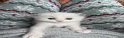 Ragdoll cats for sale: 🏆gccf ragdoll kitten-exceptional pedigree - Advert 10