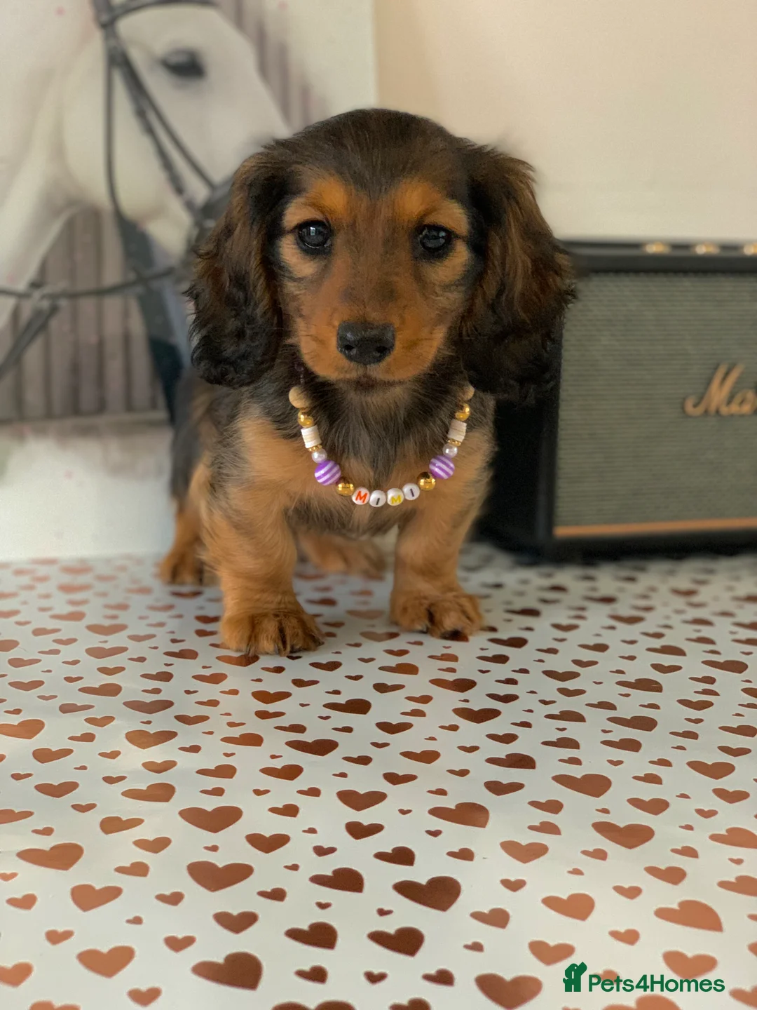 Miniature Dachshund dogs for sale: KC Registered true to type Longhaired mini’s - Advert 25