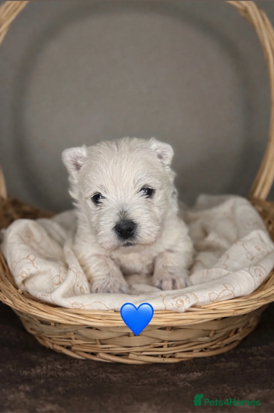 West Highland Terrier dogs for sale: 🌈Adorable Little Westies🌈 - Advert 2