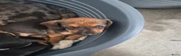 Dachshund dogs for sale: Amazing Dachshund Puppies FOR SALE - Advert 12