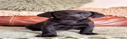 Labrador Retriever dogs for sale: Exceptional KC Reg Labrador Puppies For Sale! - Advert 3