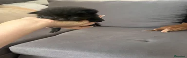 Mixed Breed 2