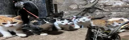 Mixed Breed cats for sale: Adorable playful farm kittens - Advert 8