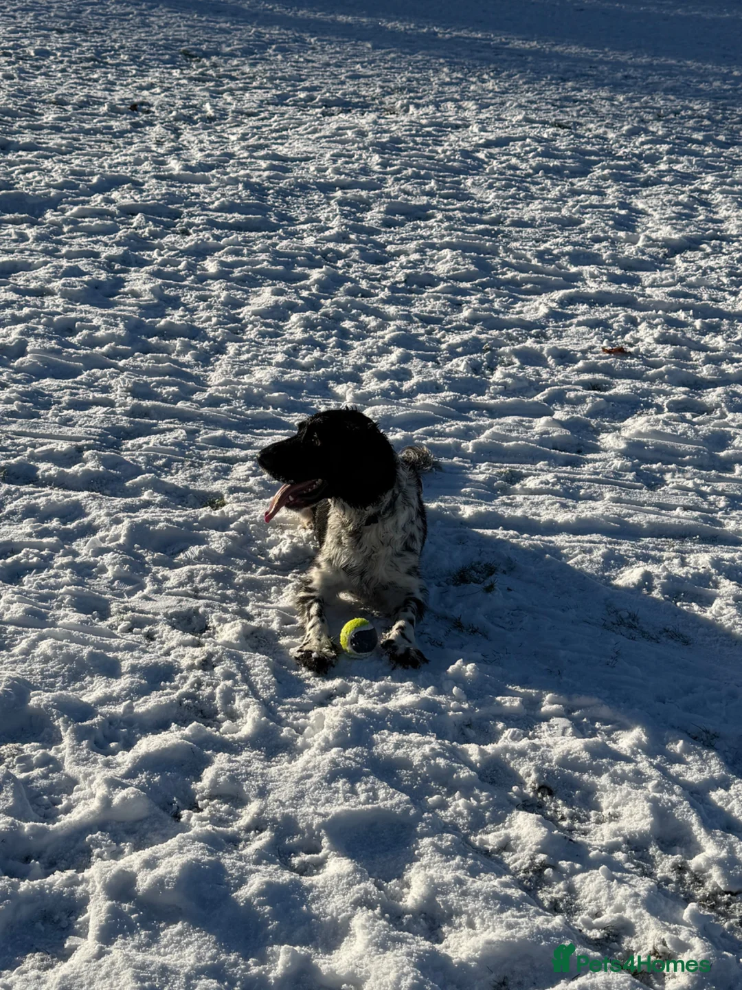 Cocker Spaniel dogs for sale: 4 year old cocker spaniel (Albie)  in Oldbury - Advert 2