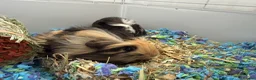 Guinea Pig rodents for sale: Two 10wk old males in Stoke-on-Trent - Advert 2