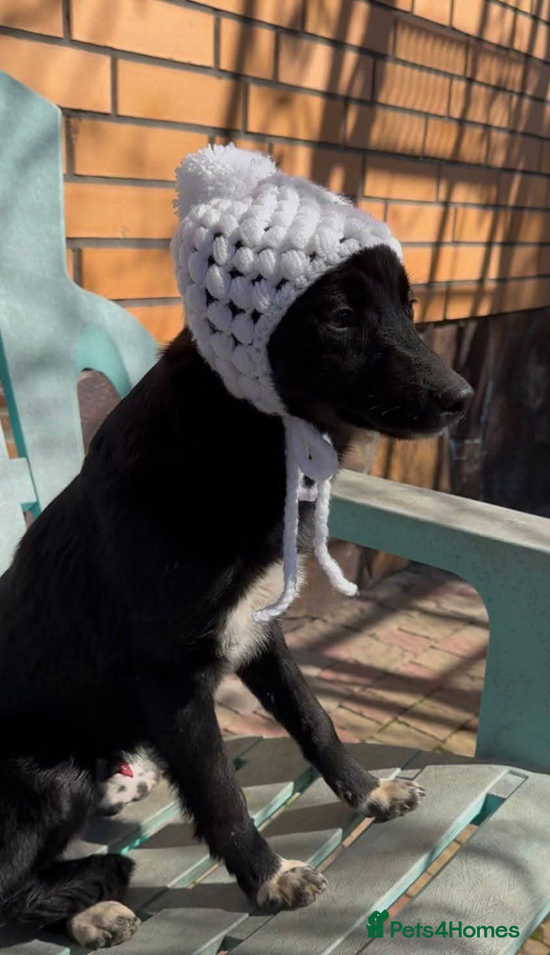 Mixed Breed dogs for adoption: 💙🐶 CORNISHON 🐶💙 - Image 5