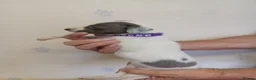 Whippet dogs for sale: Beautiful RKC Registered Puppies - Advert 3
