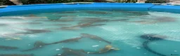 Koi Carp fish for sale: Carp koi 40cm others 58-60cm+ ready to go  - Advert 4