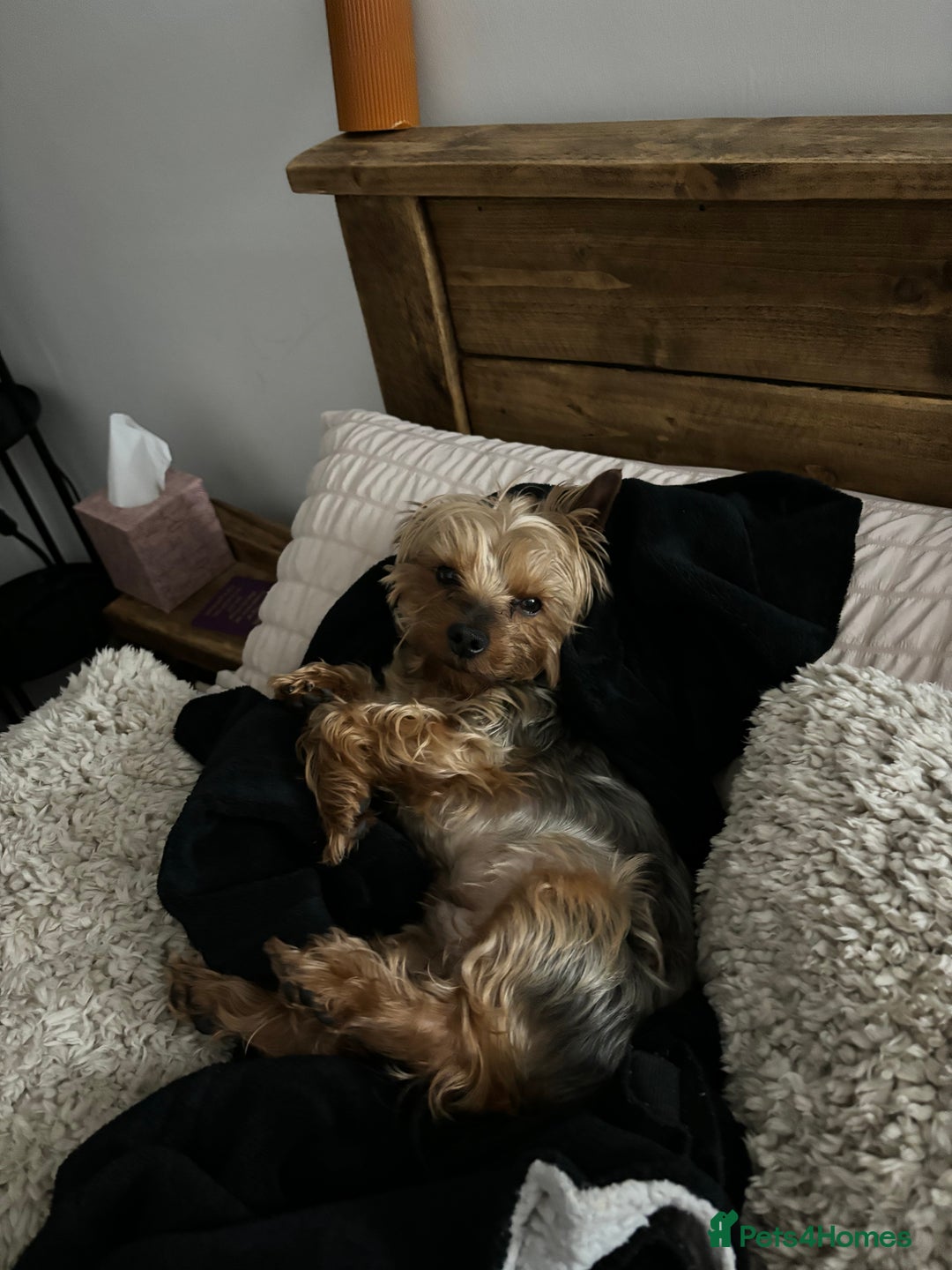 Yorkshire Terrier dogs for stud: Magnificent Yorkie Stud  - Advert 12