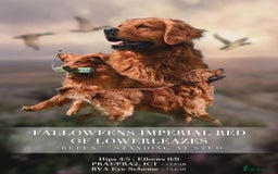 Golden Retriever dogs for sale: Golden retriever puppy’s  - Image 7