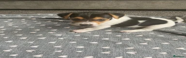 Jack Russell 3