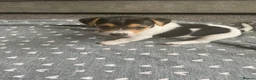 Jack Russell dogs for sale: True miniature Jack Russell pups - Advert 6