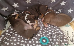 Mixed Breed dogs for sale: 3 Old English bulldog boys £1500  - Image 17
