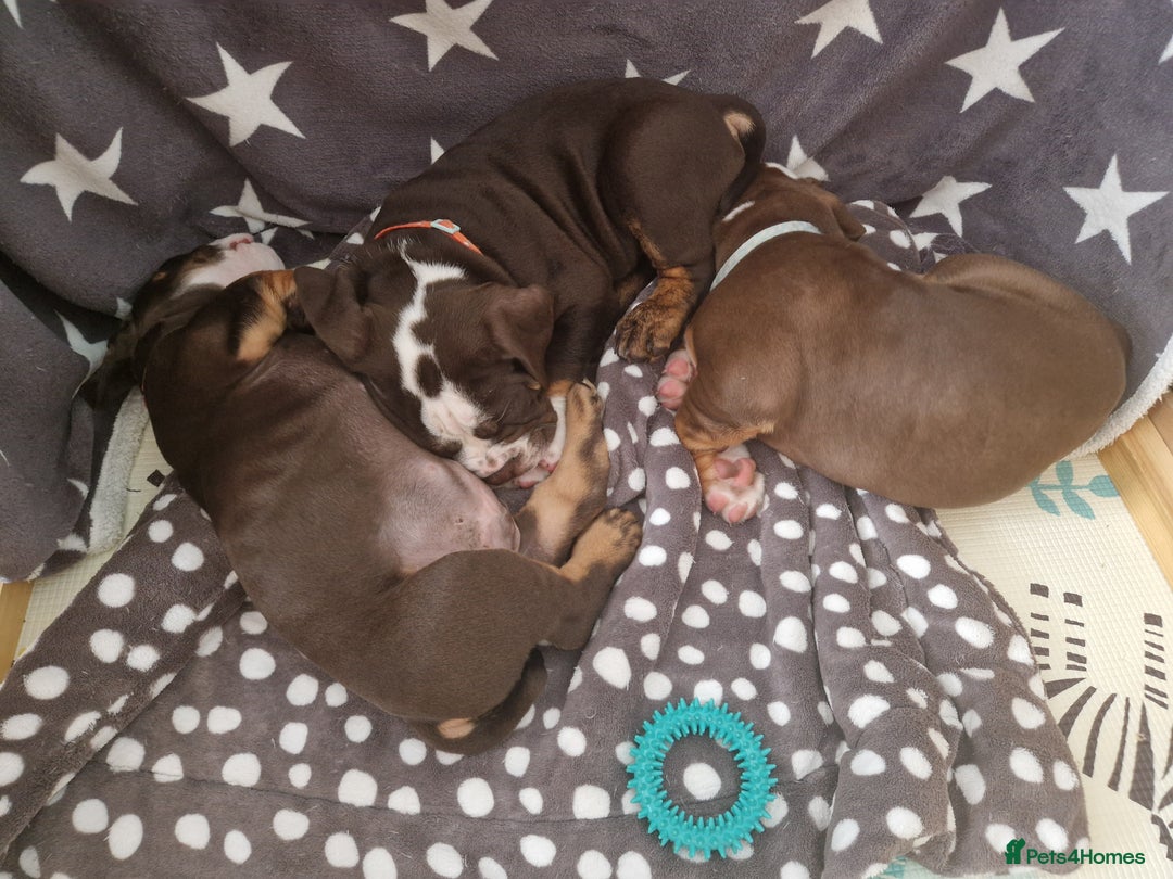 Mixed Breed dogs for sale: 3 Old English bulldog boys £1500  - Image 17