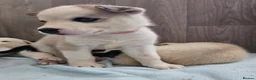 Huskita dogs for sale: Puppies for sale  - Advert 20