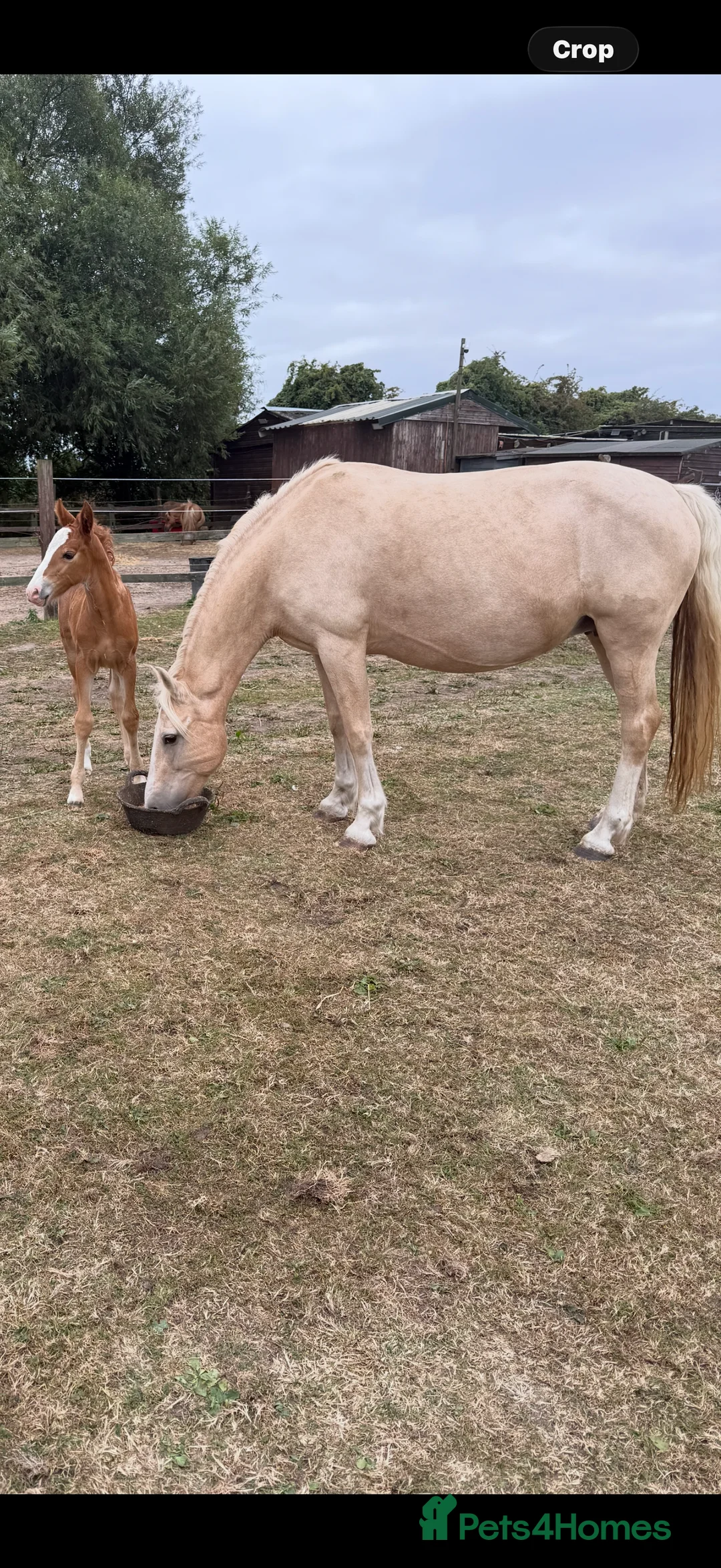Welsh Section D horses for sale: Mare and foal  - Advert 3