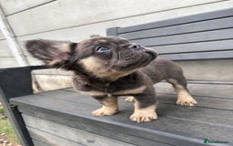 French Bulldog dogs for sale: Beautiful French bulldog girls (ready now) - Image 19