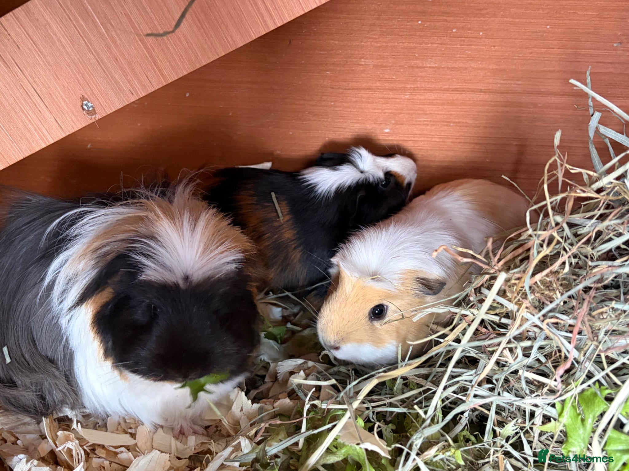 Guinea Pig rodents Four gorgeous female Guinea Pigs - Advert 1