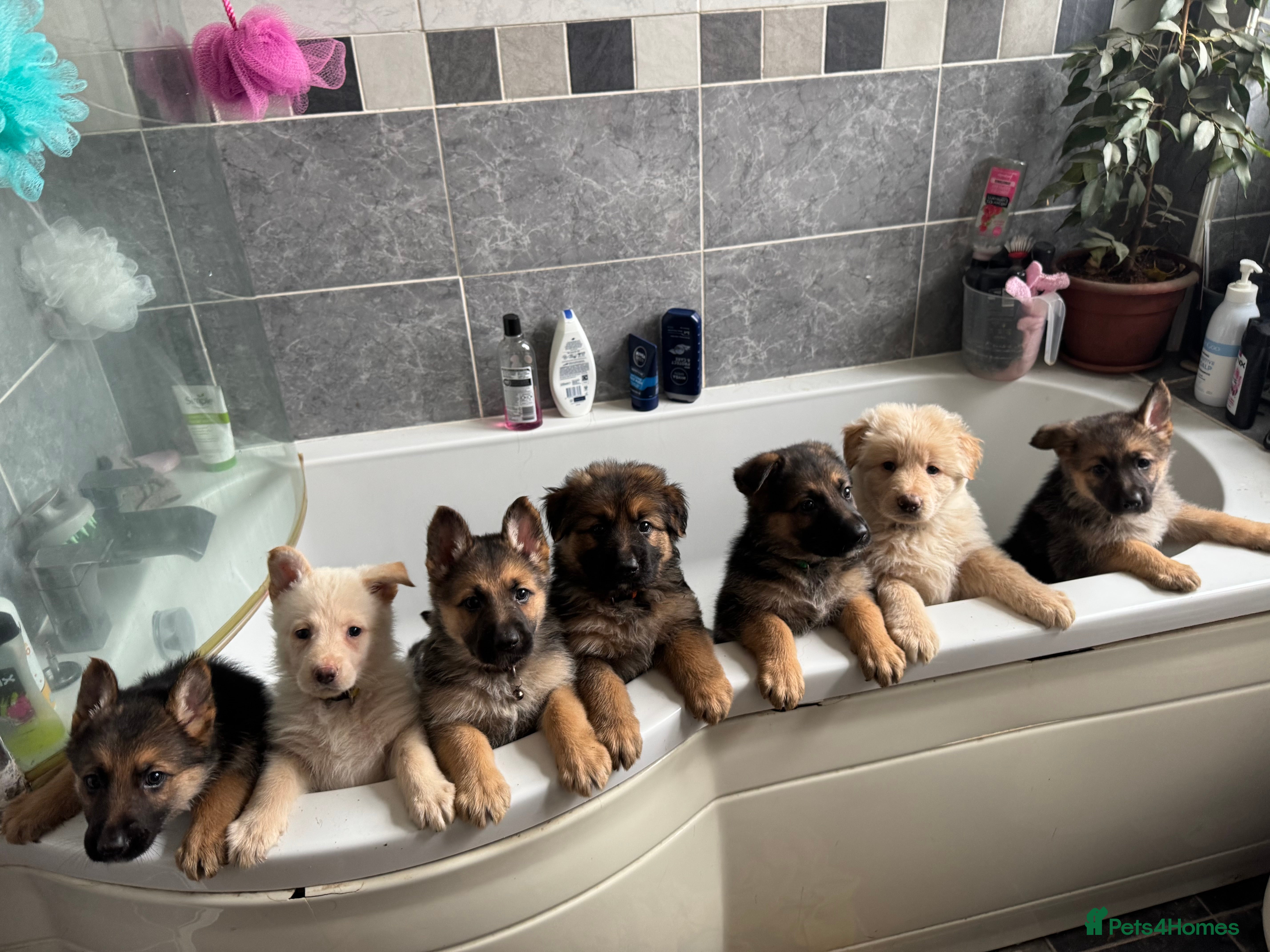 German Shepherd dogs Gorgeous German shepherd pups - Advert 1