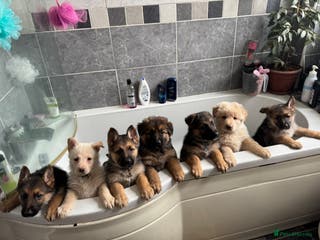 German Shepherd dogs Gorgeous German shepherd pups - Advert 1