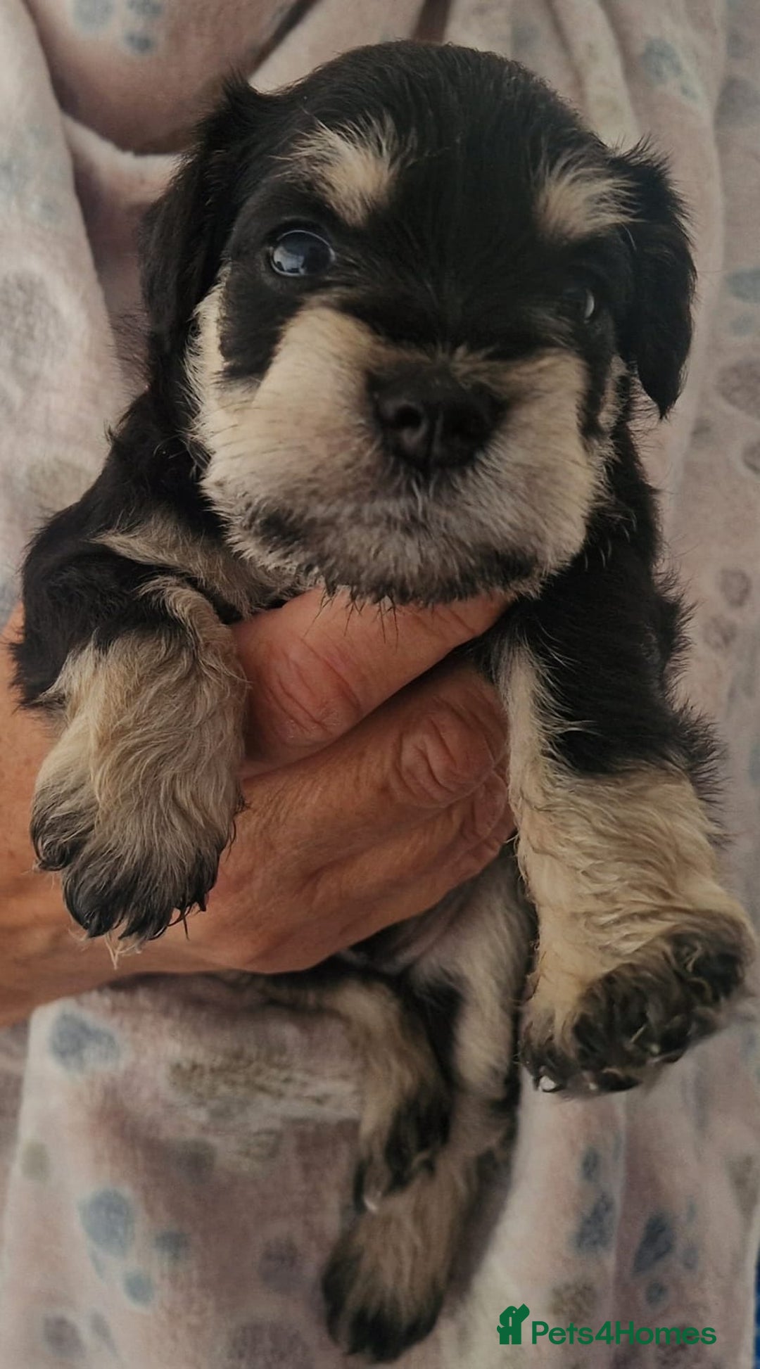 Miniature Schnauzer dogs for sale:  🌟 Adorable Miniature Schnauzer Puppies  - Image 11