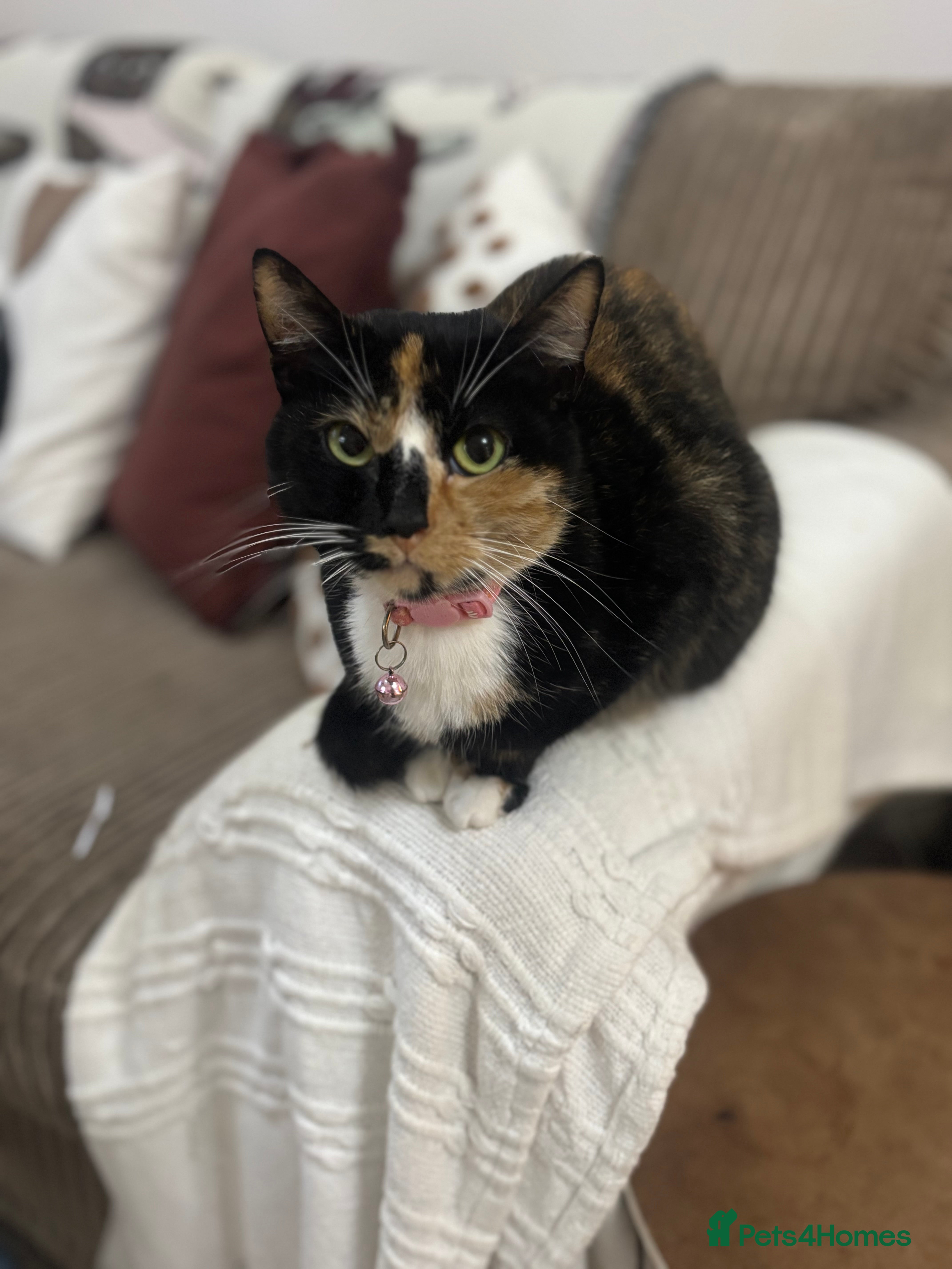Mixed Breed cats 2 year old female cat for rehome - Advert 2