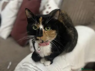 Mixed Breed cats 2 year old female cat for rehome - Advert 2