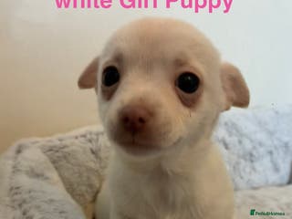 Chihuahua dogs Beautiful white Chihuahua Puppy for Sale 🐶 - Advert 4