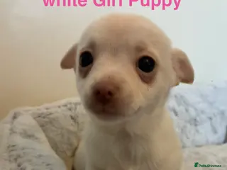 Chihuahua dogs Beautiful white Chihuahua Puppy for Sale 🐶 - Advert 4