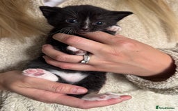 Domestic Shorthair cats for sale: Kittens - Image 7